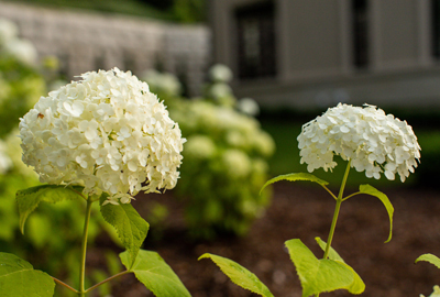 Refined image lawn and landscape, softscapes, snow & ice, lawn cutting & maintenance, residential & commercial lawn care, dunnville, ON